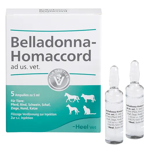 BELLADONNA HOMACCORD ad us.vet.Ampullen 5 St