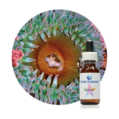 Pacific Essences Pacific Essence Anemone