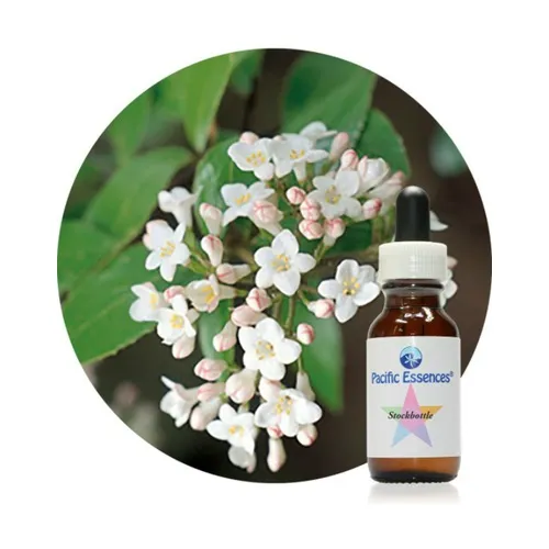 Pacific Essences Viburnum Pacific Essence